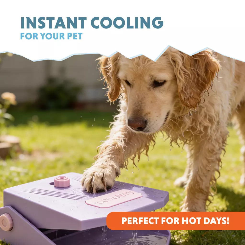 Fontaine à eau pour chien CoolPets Splash Water Fountain